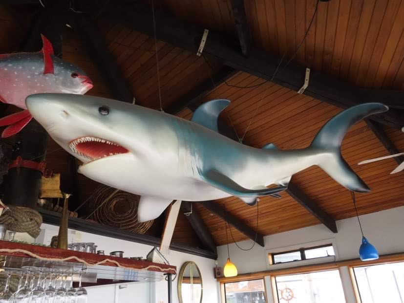 In search of blue&nbsp;cod