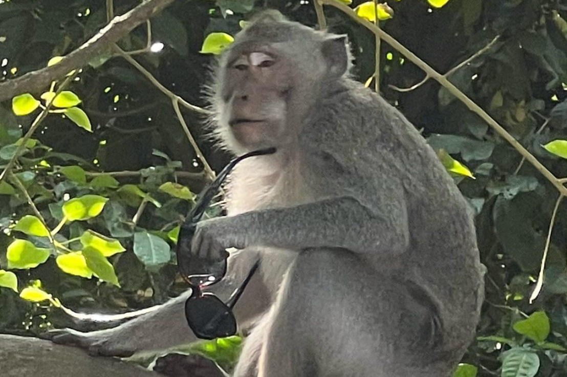 The bird, the monkey and the&nbsp;cockroach