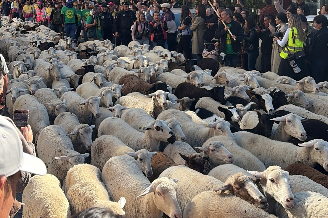 All that plus a parade of&nbsp;sheep
